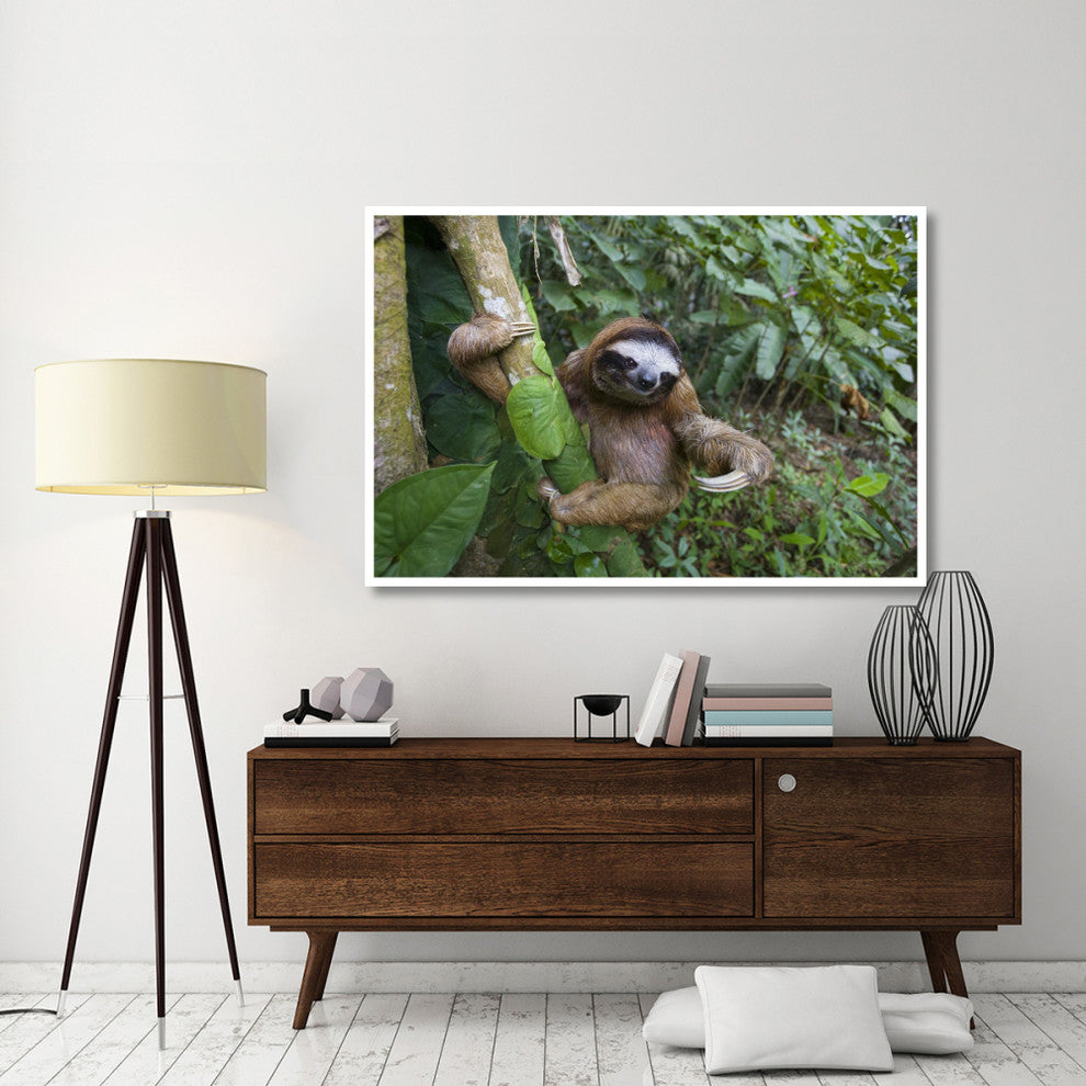 "Brown-throated 3-toed Sloth male, Aviarios Sloth Sanctuary" Paper Art, 62"x42"