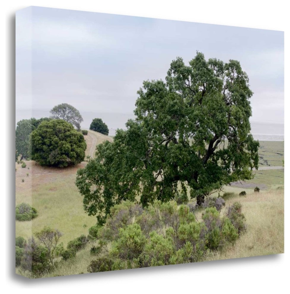 "Oak Tree - 108" By Alan Blaustein, Giclee Print on Gallery Wrap Canvas