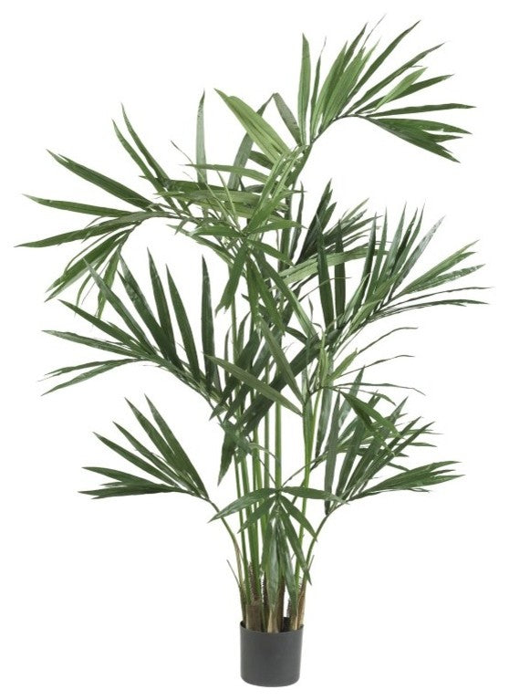 6' Kentia Palm Silk Tree