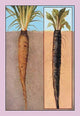 Oyster Plant #1- Fine Art Giclee Print 24" x 36"