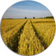 Rural Road Through Wheat Field, Landscape Disc Metal Wall Art, 36"