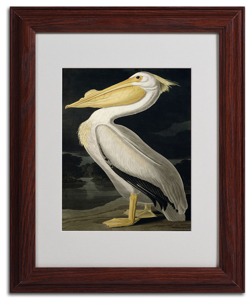 'American White Pelican' Matted Framed Canvas Art by John James Audubon