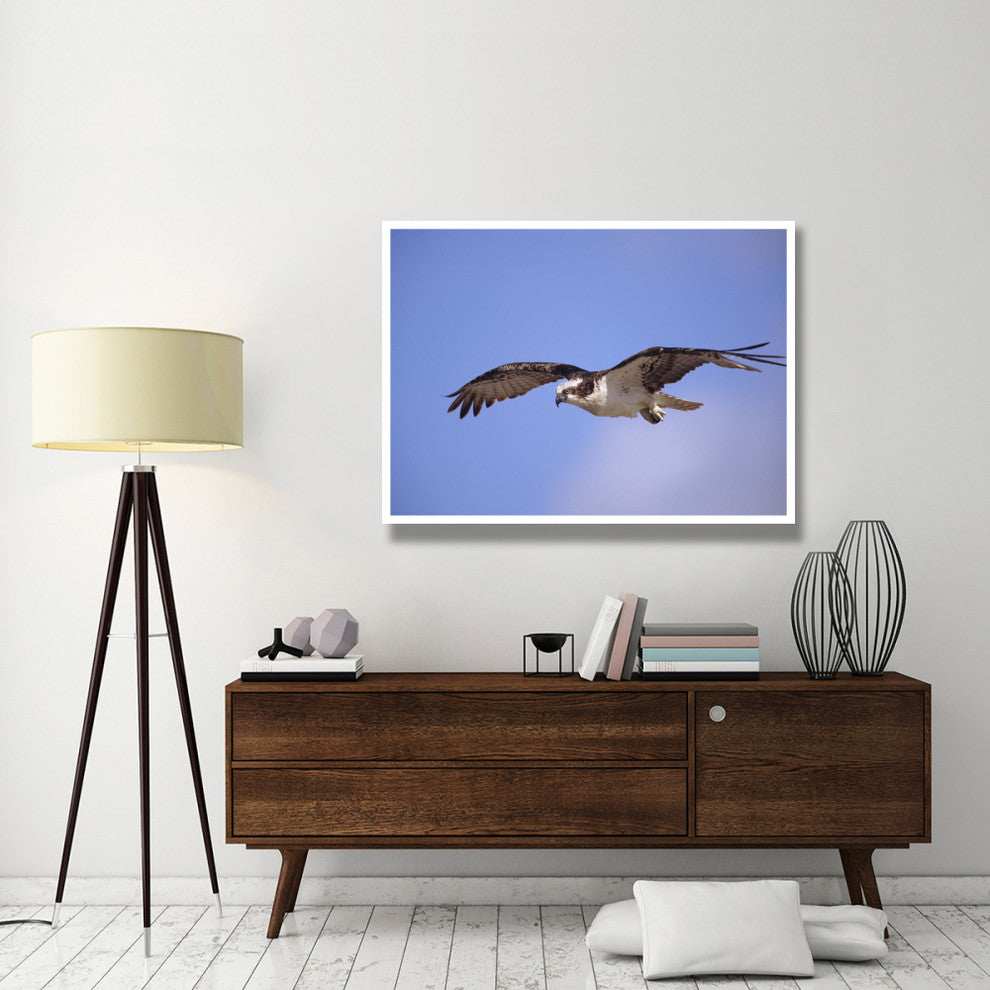 "Osprey flying, North America" Digital Paper Print by Tim Fitzharris, 50"x38"