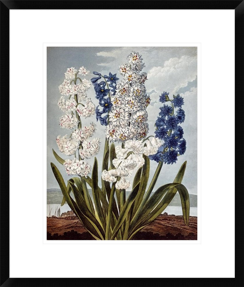 "Hyacynths" Framed Digital Print by Robert John Thornton, 20"x24"