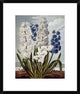 "Hyacynths" Framed Digital Print by Robert John Thornton, 20"x24"