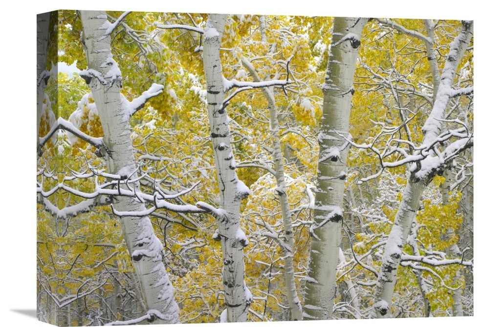 " Aspen Forest Near Kebbler Pass, Gunnison National Forest, Colorado" Artwork