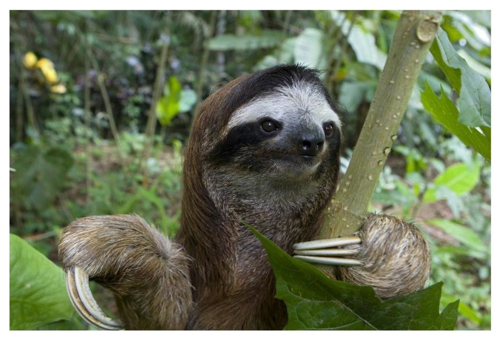 "Brown-throated 3-toed Sloth male, Aviarios Sloth Sanctuary" Paper Art, 62"x42"