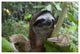 "Brown-throated 3-toed Sloth male, Aviarios Sloth Sanctuary" Paper Art, 62"x42"