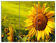 Tuscany Sunflowers on Green, Floral Triptych Canvas Art Print, 36x28, 3 Panels