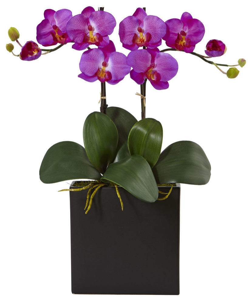 Double Mini Phalaenopsis, Black Vase, Orchid