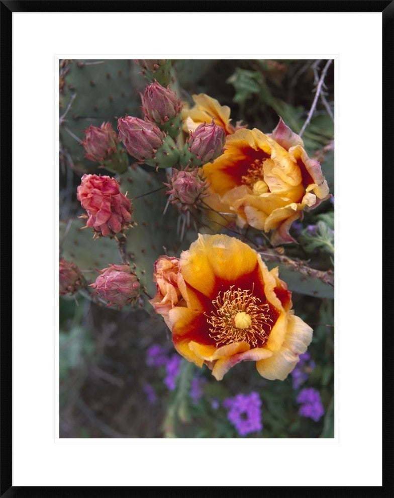 "Opuntia in bloom, North America" Framed Print by Tim Fitzharris, 26"x32"