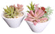 Mixed Succulents in White Bowl, Set of 2 Pieces