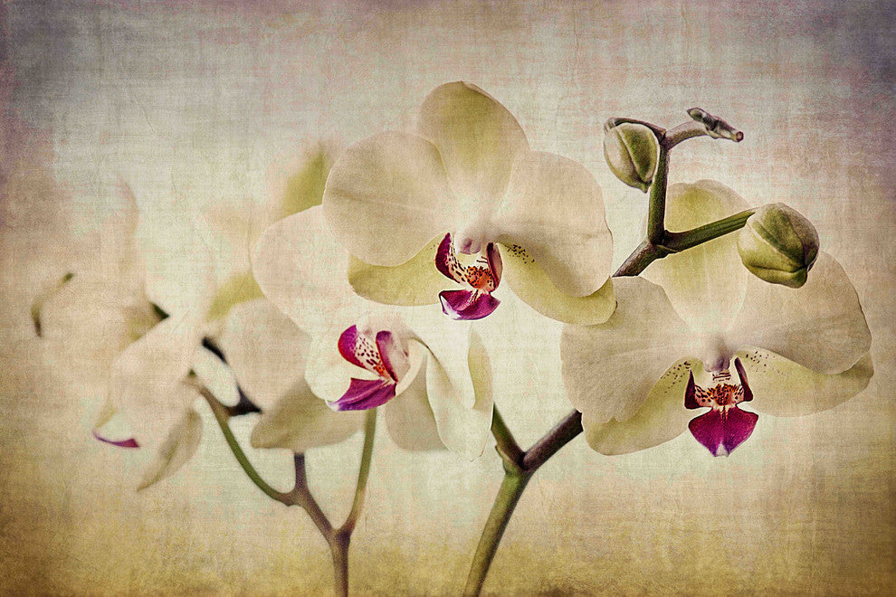 "Pale Orchids Wide" Painting Print on Canvas by Malek