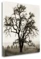 "Country Oak Tree" By Alan Blaustein, Giclee Print on Gallery Wrap Canvas