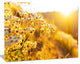 Bright Yellow Rural Garden Flowers, Floral Canvas Art Print, 20"x12"
