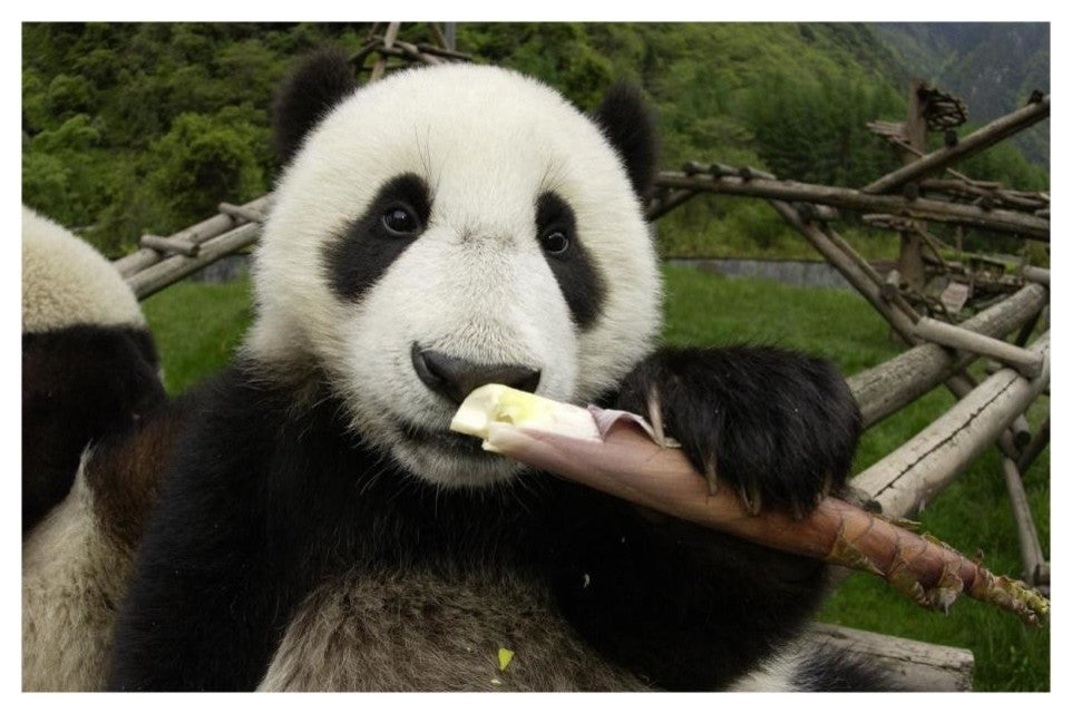 "Young Panda learning to eat bamboo, Wolong Nature Reserve" Paper Art, 26"x18"