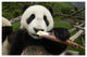 "Young Panda learning to eat bamboo, Wolong Nature Reserve" Paper Art, 26"x18"