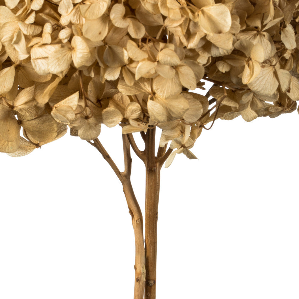 Vickerman 15" Hydrangea With Multiple Branch Segments