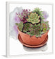 "Succulents" Framed Painting Print, 24"x24"