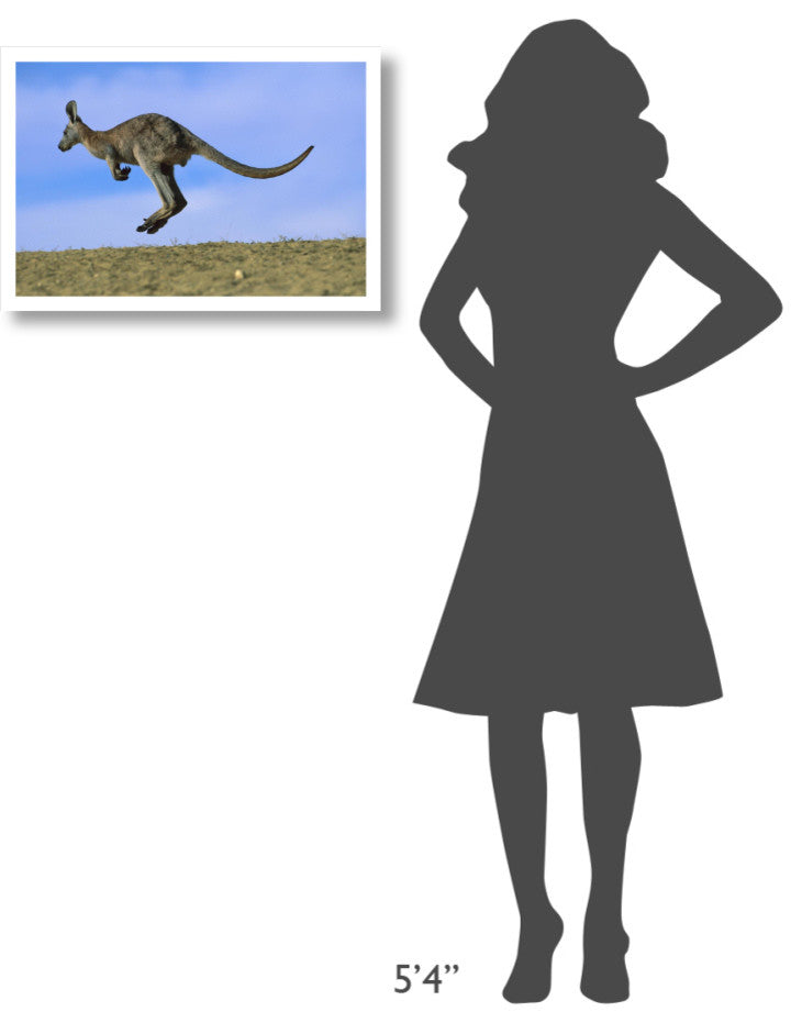 "Wallaroo or Euro Kangaroo hopping, Sturt, New South Wales" Paper Art, 26"x18"