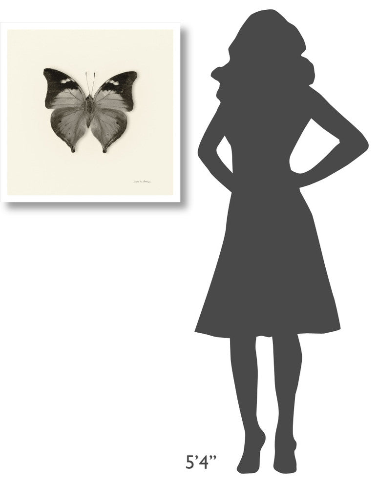 "Butterfly VII - BW" Digital Paper Print by Debra Van Swearingen, 26"x26"