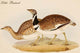 Little Bustard - Gallery Wrapped Canvas Art 28" x 42"