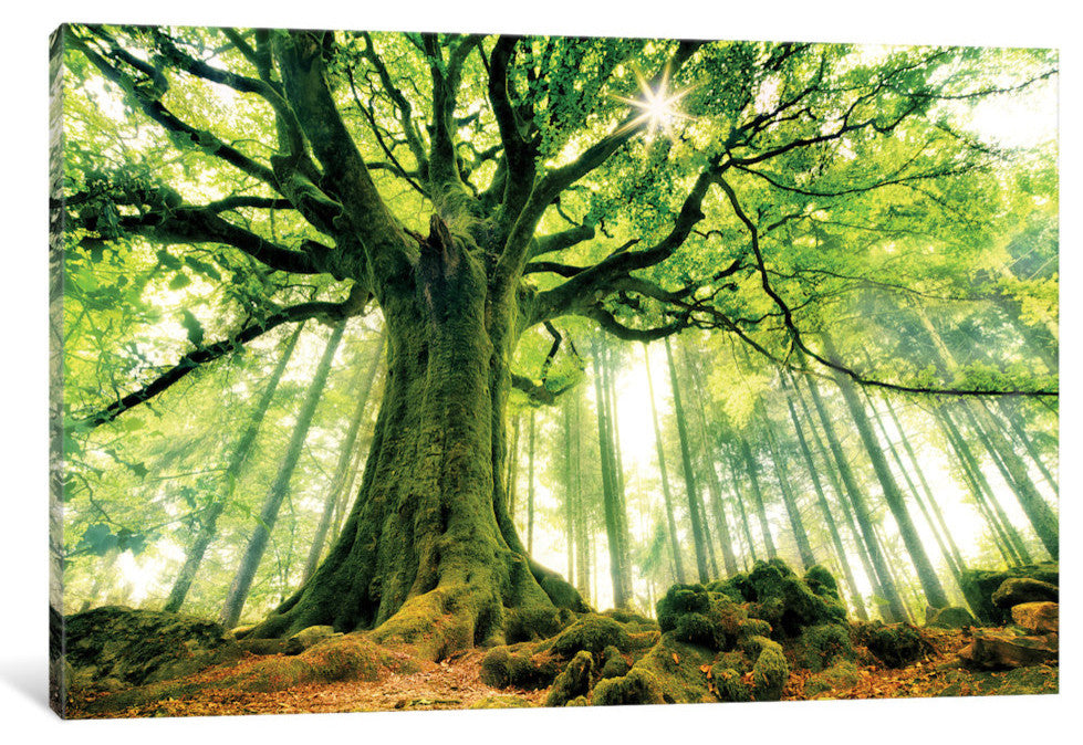 Ponthus' Beech by Christophe Kiciak