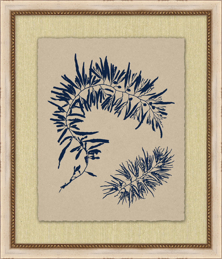 Small Navy Sea Fan 2, Giclee Reproduction Artwork