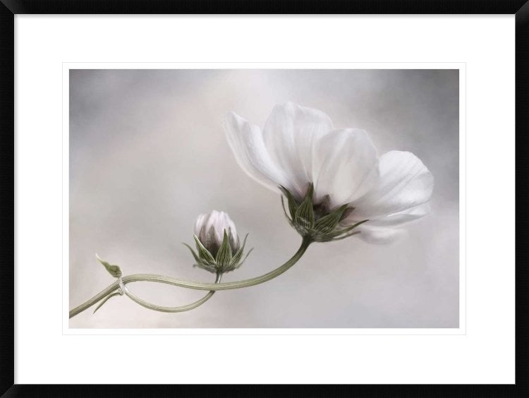"Cosmos" Framed Digital Print by Mandy Disher, 30x22"
