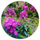 Theme With Pink Flowers And Green, Floral Round Wall Art, 11"