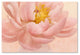 Cora Niele ''Pink Peony'' Canvas Art