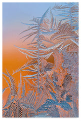 Hua Zhu 'Ice Flower' Canvas Art, 47"x30"