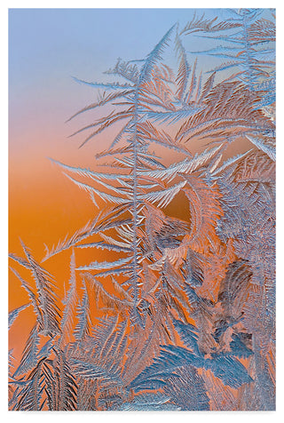 Hua Zhu 'Ice Flower' Canvas Art, 47"x30"