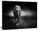Large Elephant on Black, Animal Canvas Wall Art, 20"x12"