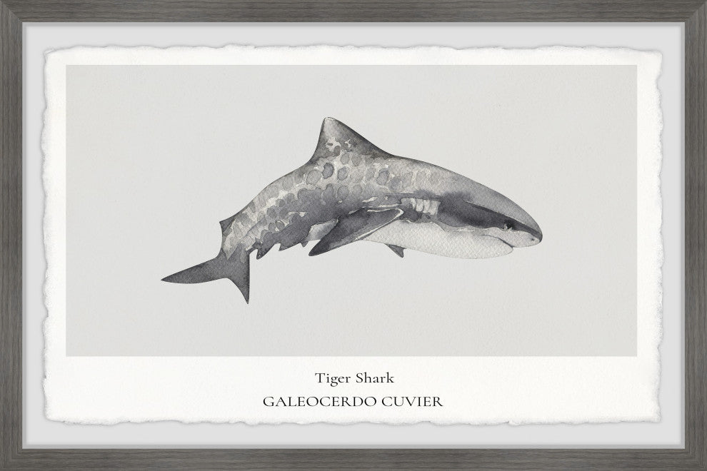 "Galeocerdo Cuvier" Framed Painting Print, 30x20