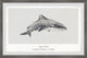 "Galeocerdo Cuvier" Framed Painting Print, 30x20