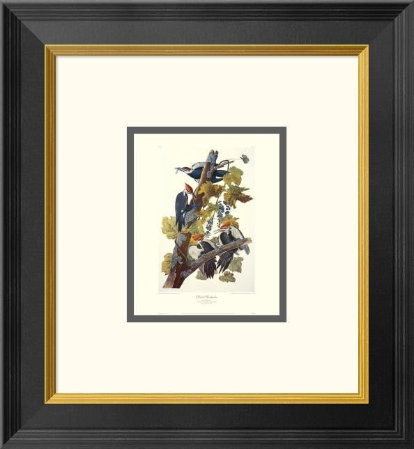 "Pileated Woodpecker (decorative border)"  by John James Audubon, 16x18"