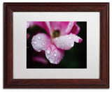 PIPA Fine Art 'Raindrops on Wild Rose Color' Matted Framed Art, 14x11