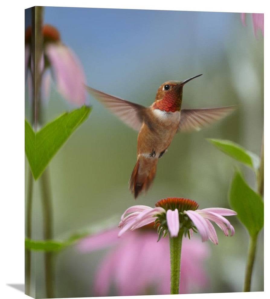 "Rufous Hummingbird Male Feeding On Flower Nectar" Artwork, 20" x 24"