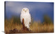 "Snowy Owl Adult In A Field Of Green Grass, British Columbia, Canada" Artwork