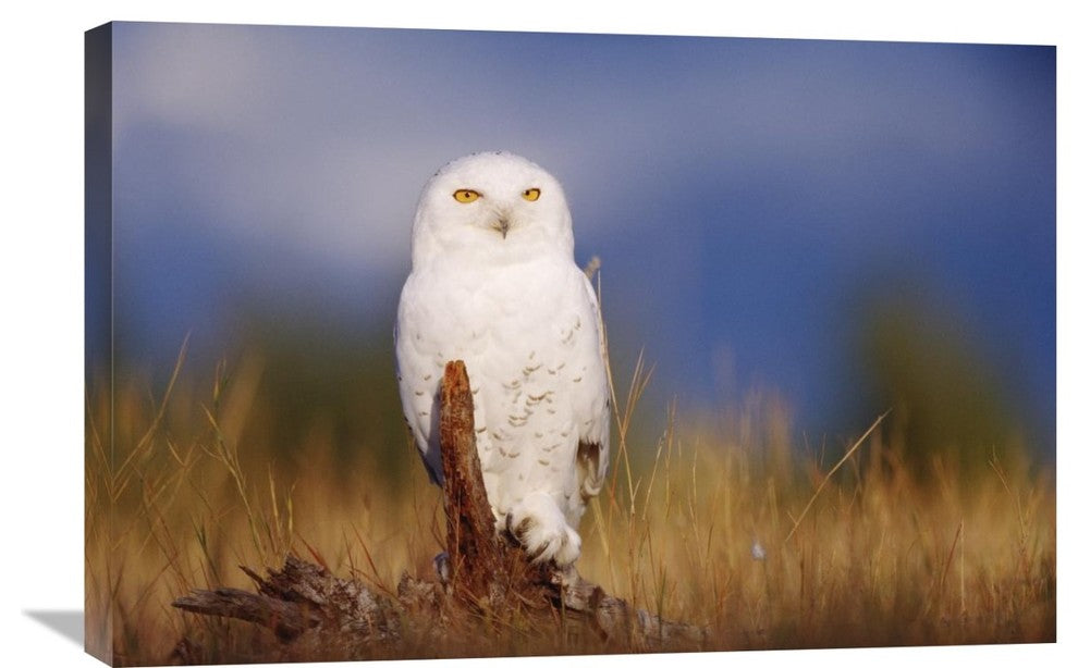 "Snowy Owl Adult In A Field Of Green Grass, British Columbia, Canada" Artwork