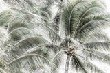 "Tropical Trees" Painting Print on Wrapped Canvas