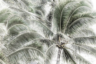 "Tropical Trees" Painting Print on Wrapped Canvas