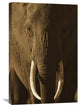 "African Elephant Male Portrait With Long Tusks, Kenya" Artwork, 20" x 30"