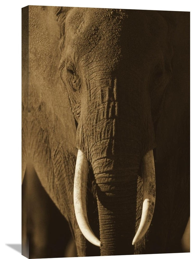 "African Elephant Male Portrait With Long Tusks, Kenya" Artwork, 20" x 30"