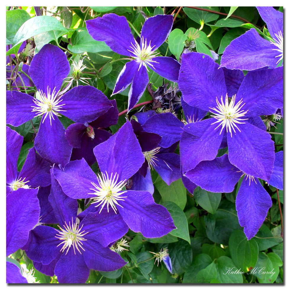 ''Clematis'' Canvas Art by Kathie McCurdy
