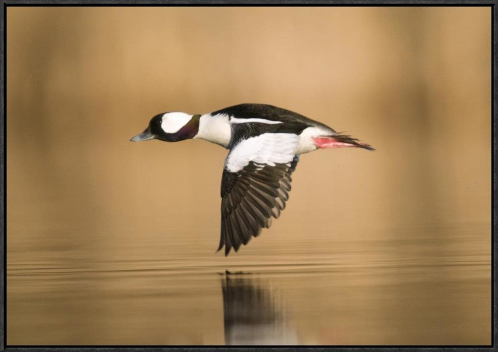Bufflehead Male Flying, Island Lake Recreation Area, Michigan, 30"x21"
