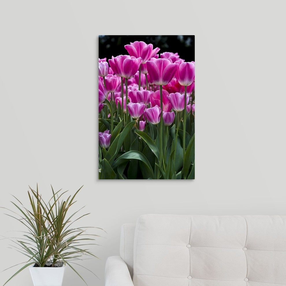 "Pink Tulips" Wrapped Canvas Art Print, 16"x24"x1.5"