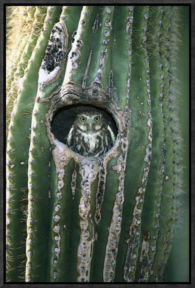 Ferruginous Pygmy Owl In Saguaro Cactus, Altar Valley, Arizona, 12"x18"