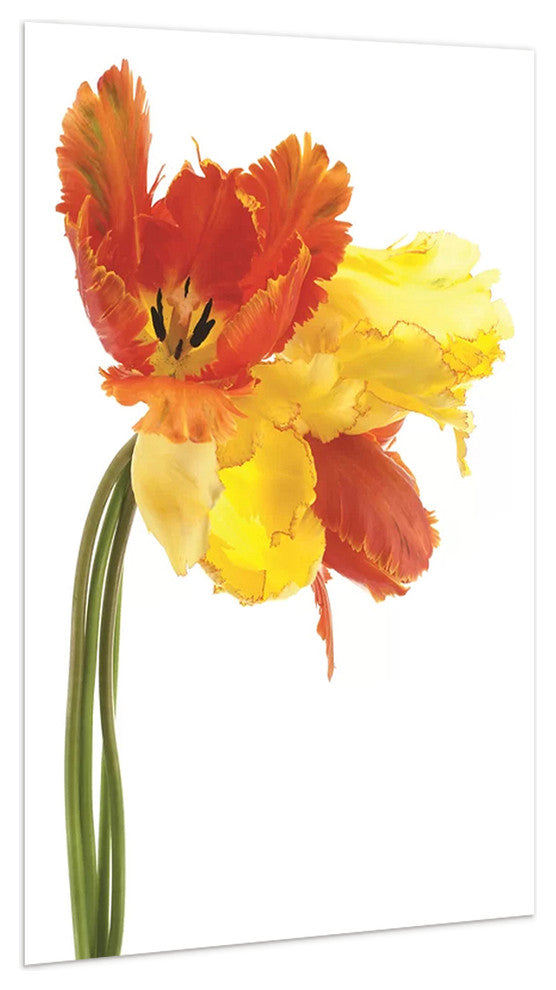 Orange Yellow Parrot Tulip Frameless Free Floating Tempered Art Glass Wall Art